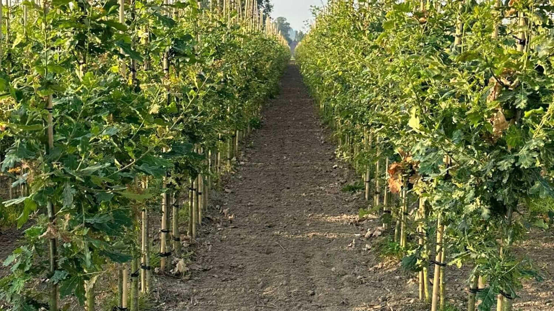 Producent van hoogwaardige spillen voor de laanboomteelt