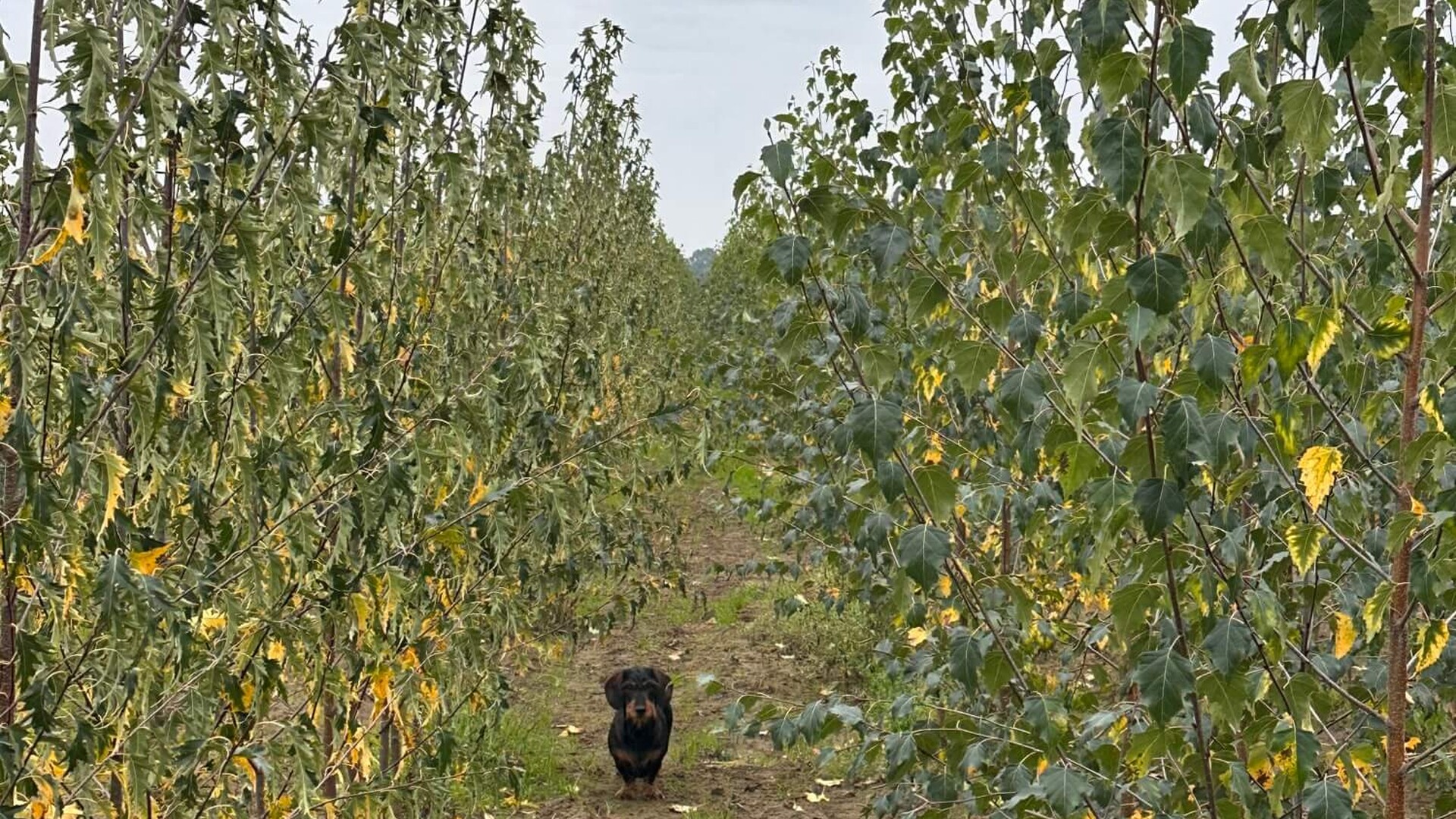 De schakel tussen jonge opkweek en volwassen laanbomen