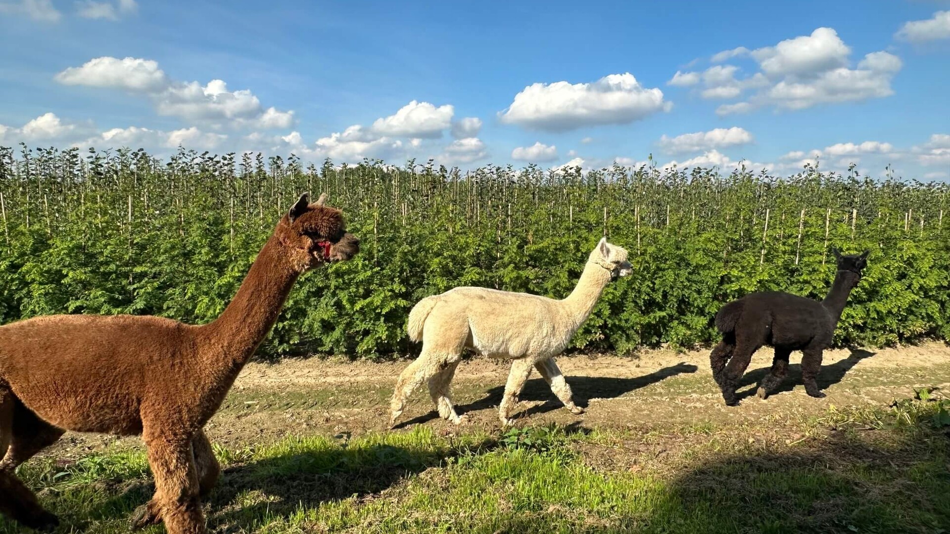 De schakel tussen jonge opkweek en volwassen laanbomen